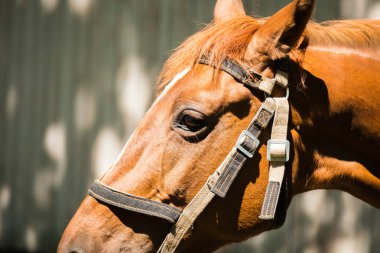 at at başlığı ile
