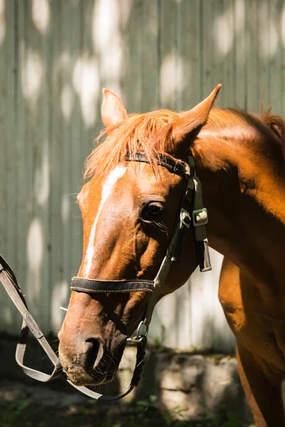 手綱で馬 — ストック写真