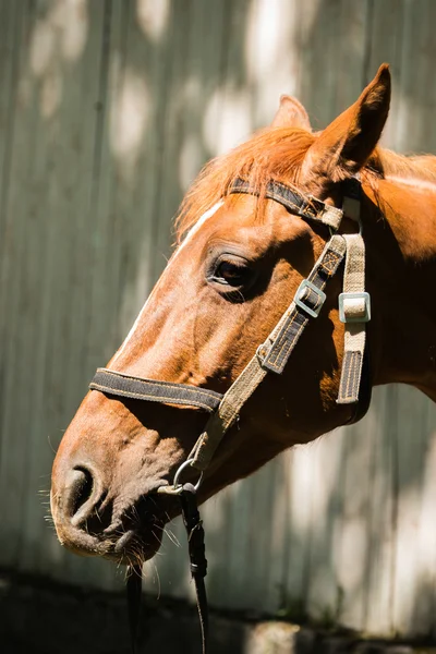 Caballo con brida — Foto de Stock