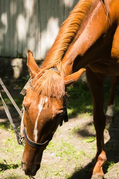 手綱で馬 — ストック写真