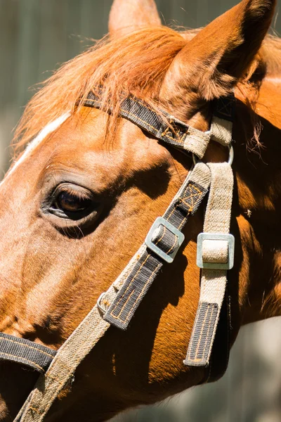 Horse with bridle — Stock Photo, Image
