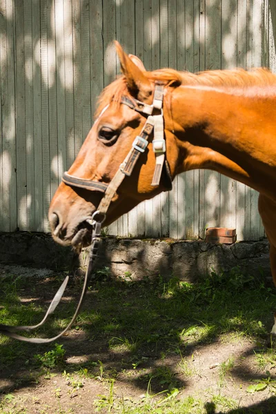 Horse with bridle — Stock Photo, Image