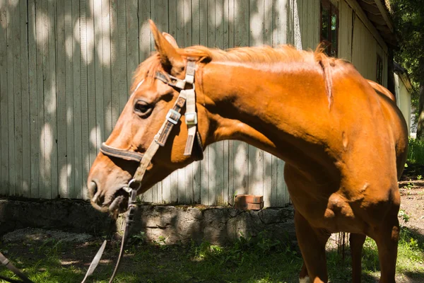 Caballo con brida — Foto de Stock