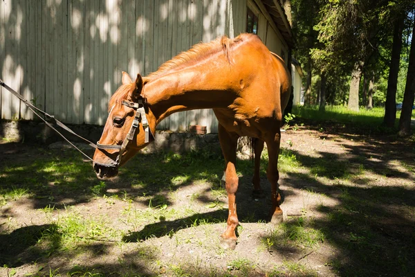 Caballo con brida — Foto de Stock