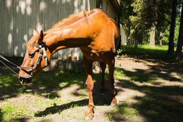 Лошадь с уздечкой — стоковое фото