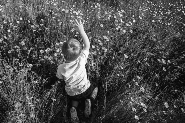 Junge auf dem Feld — Stockfoto