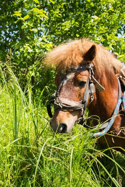 Caballo pony — Foto de Stock