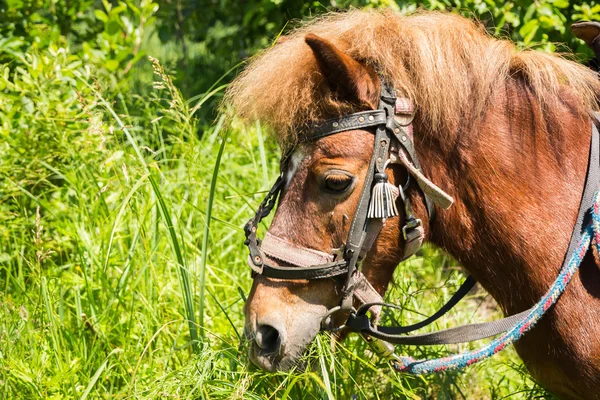 ม้าม้า — ภาพถ่ายสต็อก