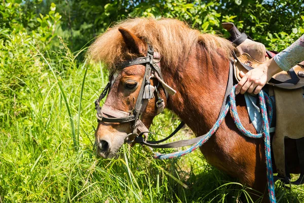 Caballo pony — Foto de Stock