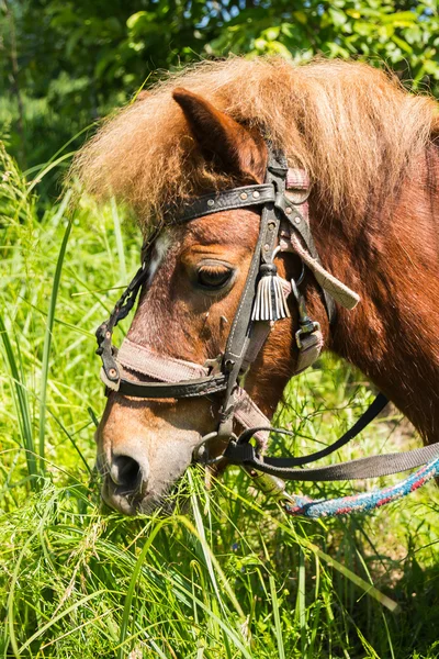 Cavalo de pónei — Fotografia de Stock