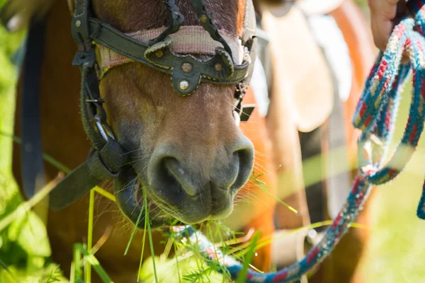 ポニー馬 — ストック写真