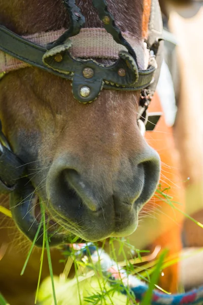 Caballo pony — Foto de Stock