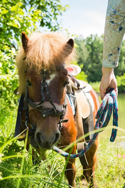 Koń kucyk — Zdjęcie stockowe