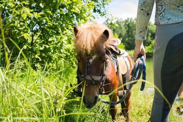 Ponny häst — Stockfoto