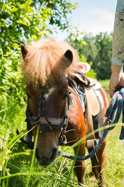 Ponny häst — Stockfoto