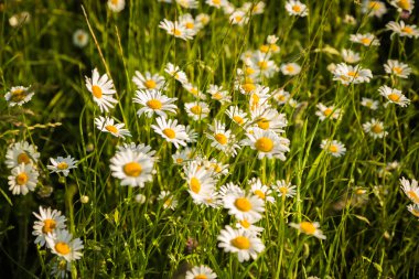 Çim güzel camomiles