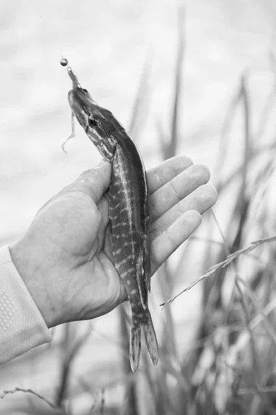 Fisherman holding fish — Stock Photo, Image