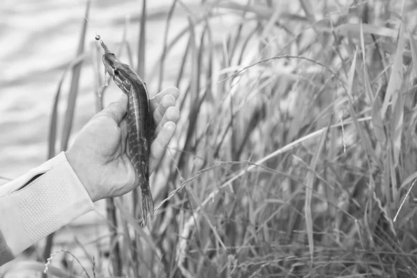 Pescador detentor de peixe — Fotografia de Stock