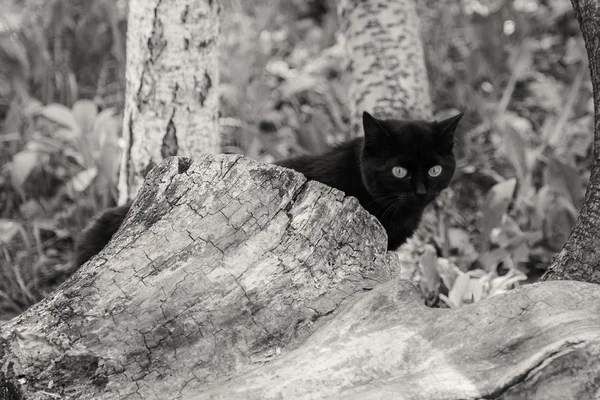 Doğada kara kedi — Stok fotoğraf