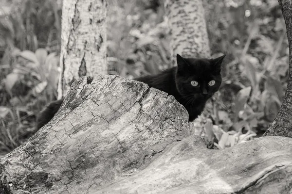 在自然中的黑猫 — Stockfoto