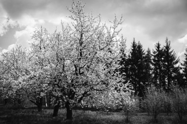 bahar bahçe çiçek