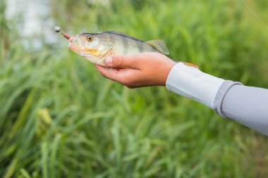 Bir levrek elinde tutan balıkçı