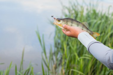Bir levrek elinde tutan balıkçı