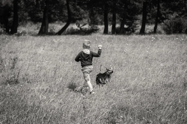 Boy playing with dog in the field