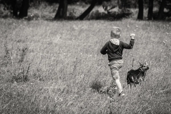 Jongen spelen met de hond in het veld — Stockfoto