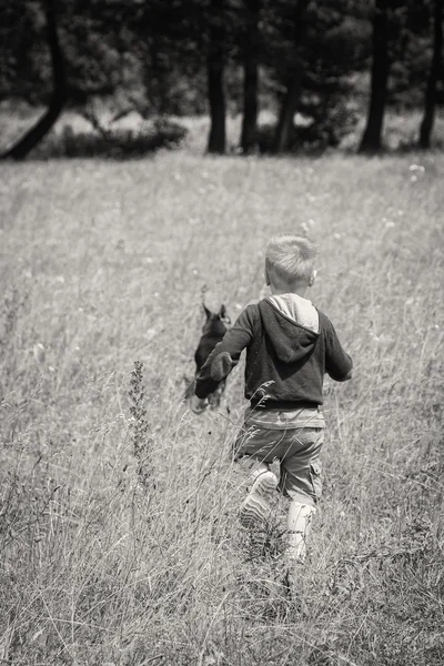 フィールドで犬と遊ぶ少年 — ストック写真