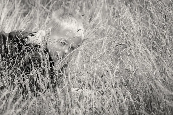 Boy standing in high grass