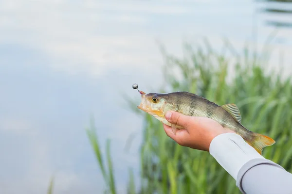 Visser een "perch" in de hand houden — Stockfoto