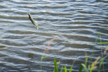 Balık yakaladı ve sudan çıkarmadan.