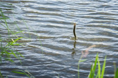 Balık yakaladı ve sudan çıkarmadan.