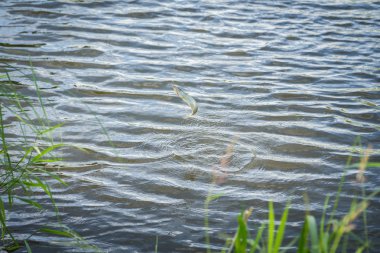 Balık yakaladı ve sudan çıkarmadan.
