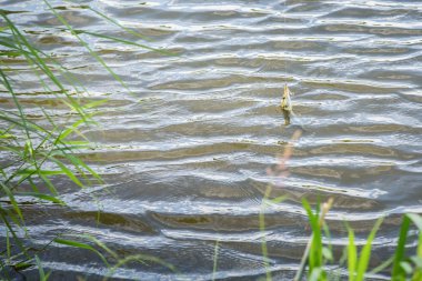Balık yakaladı ve sudan çıkarmadan.