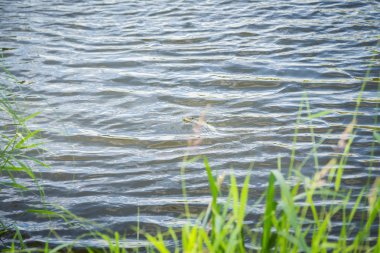 Balık yakaladı ve sudan çıkarmadan.