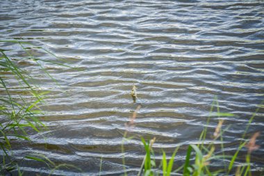 Balık yakaladı ve sudan çıkarmadan.