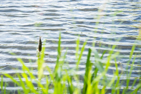 Fish caught and pulled out of the water.