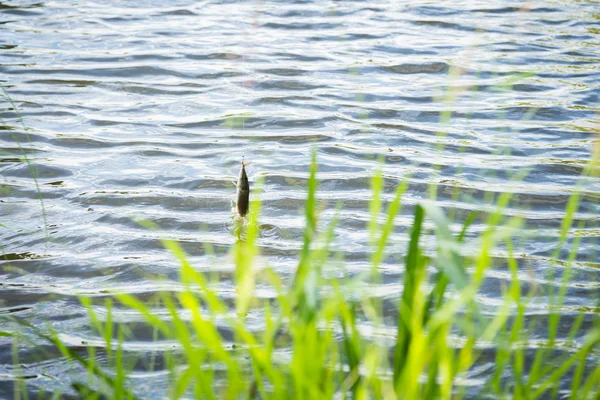 Peixes capturados e retirados da água . — Fotografia de Stock