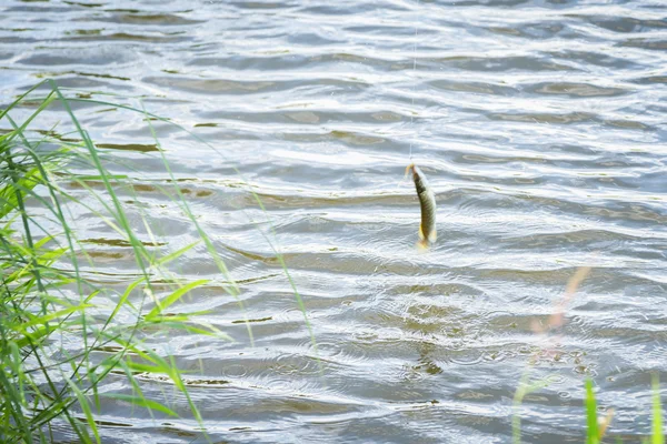 Peixes capturados e retirados da água . — Fotografia de Stock