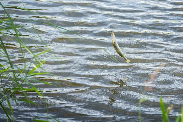 Peixes capturados e retirados da água . — Fotografia de Stock