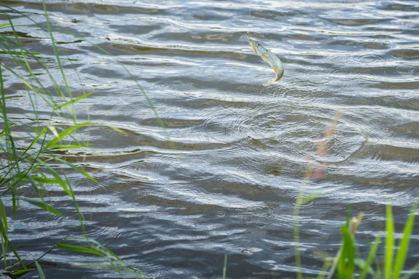 Poissons capturés et sortis de l'eau . — Photo