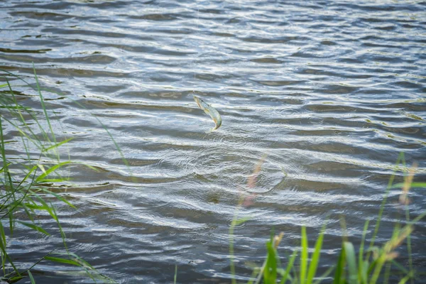 Balık yakaladı ve sudan çıkarmadan.