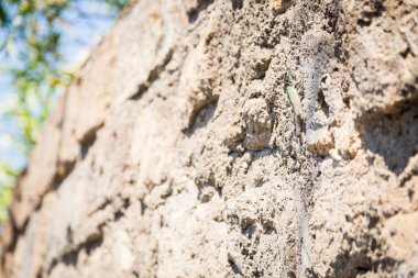 Kertenkele yeşillikleri ile eski duvarda