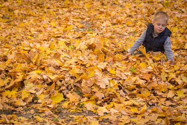 Little boy playing with autumn leaves — Stock Photo, Image