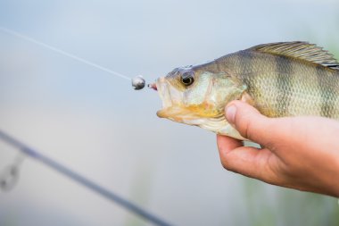 Bir levrek elinde tutan balıkçı