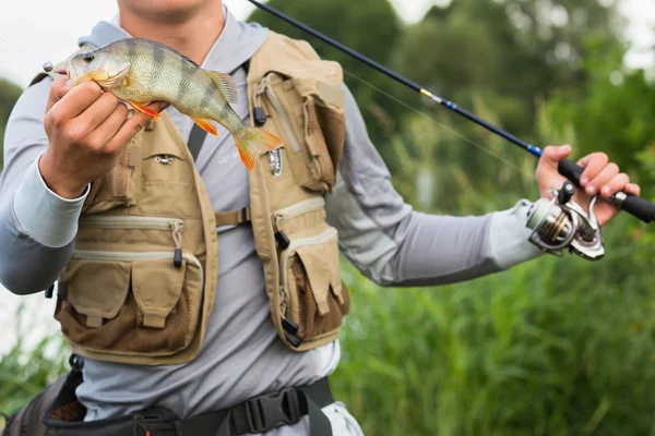 Fisherman holding a perch in hand — Stock Photo, Image