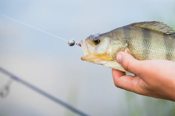 Pescador sosteniendo una percha en la mano —  Fotos de Stock