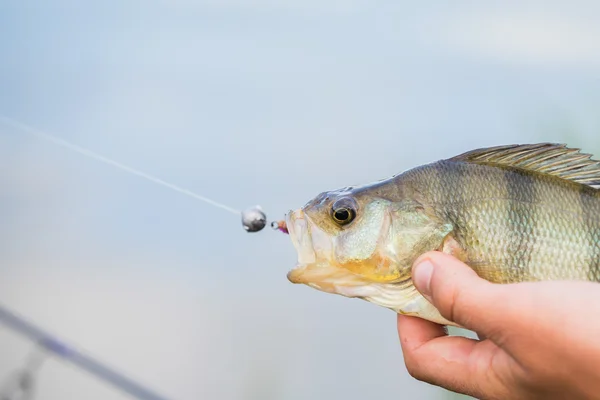 Fiskare som håller en abborre i hand — Stockfoto